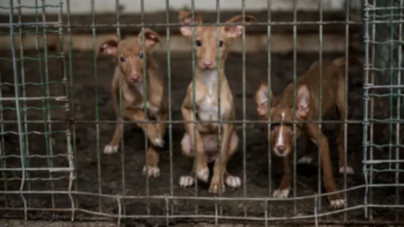 823 animaux saisis dans le Var : un couple accusé de sévices et de trafic sur Leboncoin