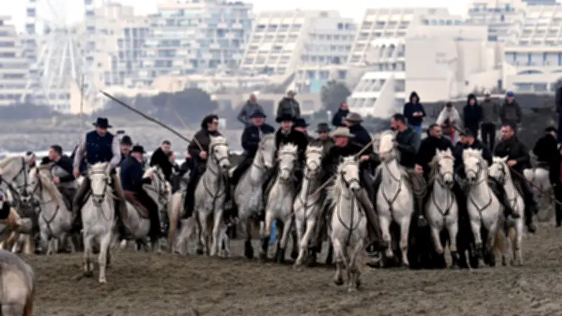 Abrivado des plages au Grau-du-Roi : les taureaux et chevaux ouvrent la saison taurine sous la pluie