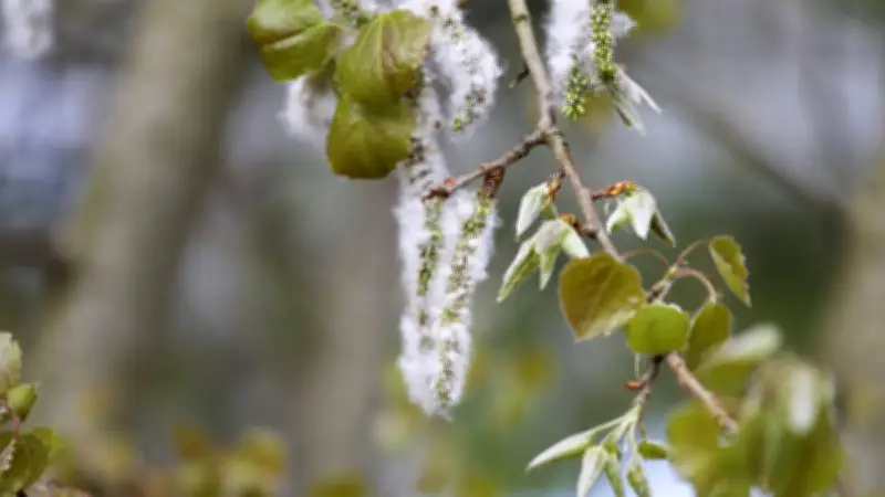 Alerte pollens : risque allergique très élevé en Occitanie et dans le sud