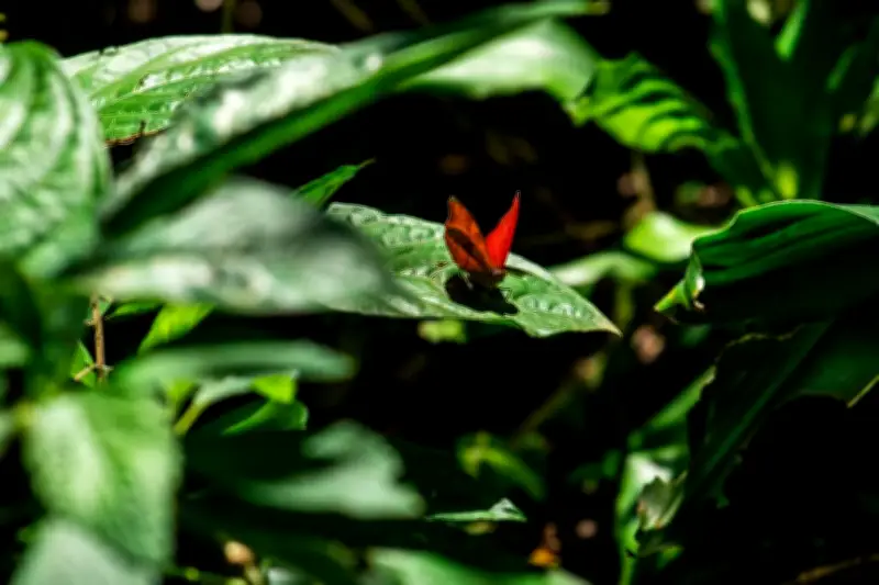 Amazonie : la moitié des insectes menacés d'extinction d'ici 2100