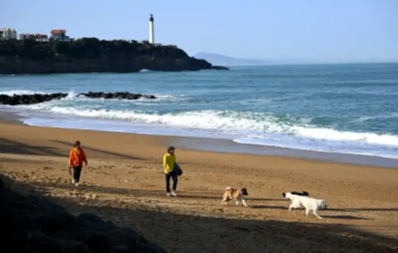 Anglet : des morceaux de viande piégés avec des clous menacent les chiens