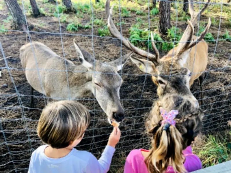 Animalia Parc rouvre après un hiver dévastateur, avec des animations de Pâques