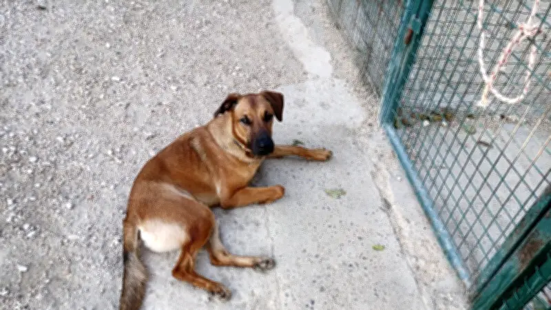 Appel urgent pour Narcos, le Berger de 2 ans qui tourne en rond dans son enclos