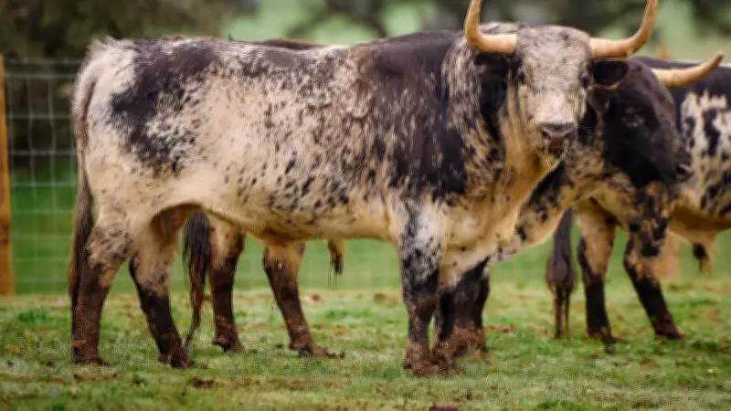 Arles : Le lot de Murteira Grave clôture la Feria de Pâques en tauromachie