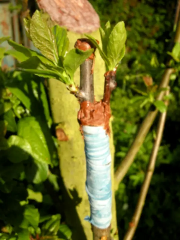 Atelier de greffe d'arbres fruitiers organisé par trois associations à Castetner