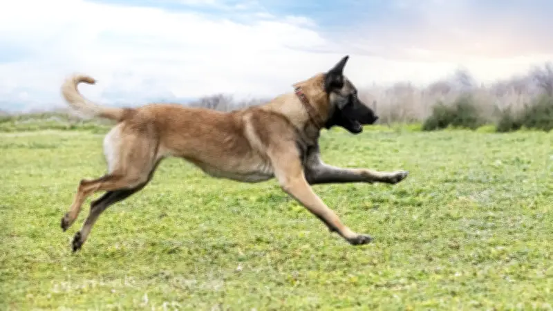 Attaque de chiens à Nordhouse : une joggeuse raconte son calvaire