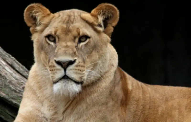 Attaque d'une lionne sur une enfant de 10 ans dans un zoo chinois