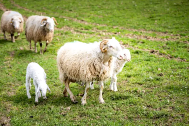 Attaques de troupeaux en Béarn : les éleveurs accusent le loup, l'OFB évoque un grand canidé