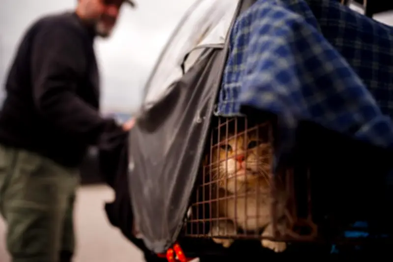 Au cœur de Beyrouth bombardée, des bénévoles risquent leur vie pour sauver les animaux de guerre