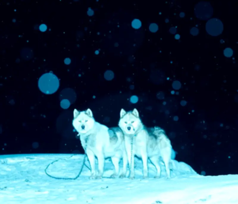 Au Groenland, la culture ancestrale du chien de traîneau résiste au changement climatique