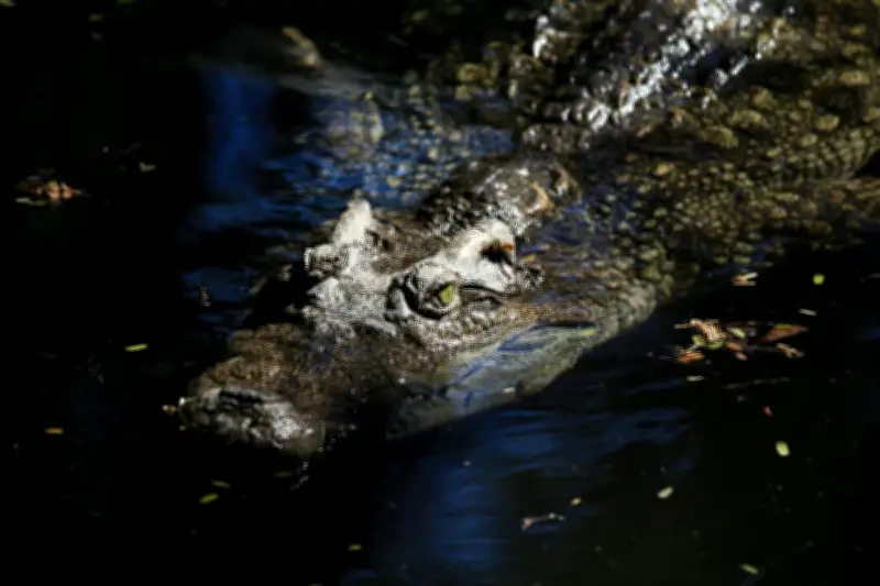 Australie : inondations et crocodiles envahissent le Territoire du Nord