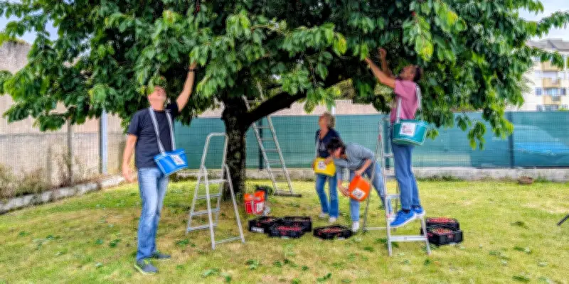 Aux arbres citoyens ! Une chaîne humaine contre le gaspillage des fruits