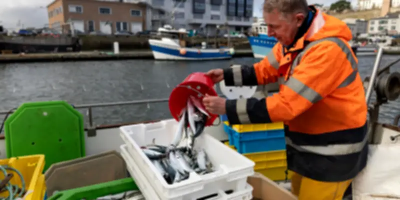 Baisse des quotas de maquereau en Bretagne : inquiétude chez les pêcheurs