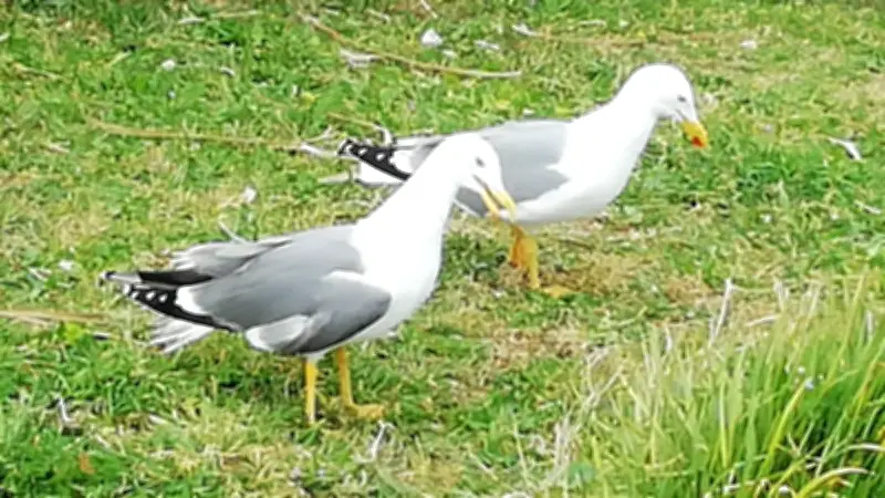 Balaruc-les-Bains lance une campagne de stérilisation des œufs de goélands en avril