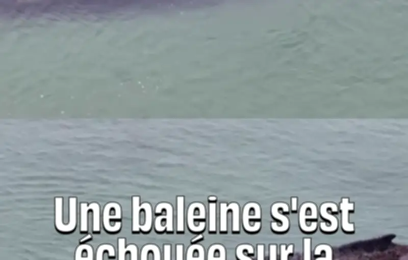 Baleine à bosse échouée en Allemagne : les sauveteurs gardent peu d'espoir