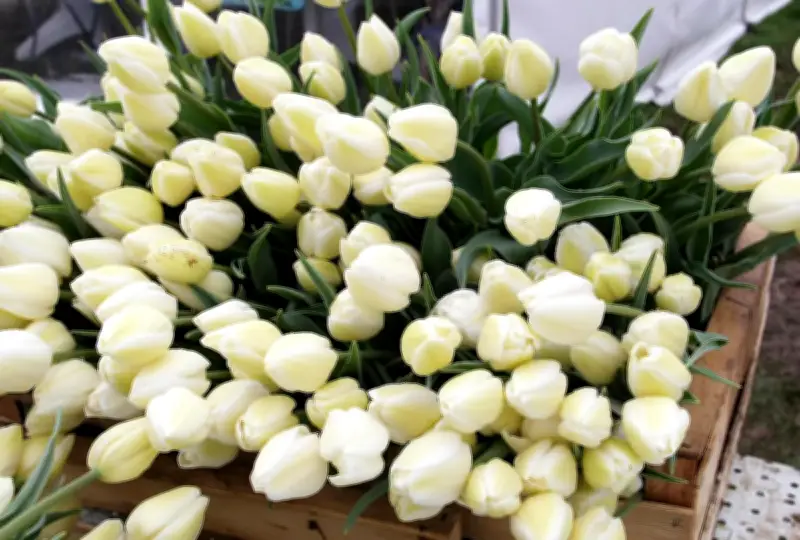 Bergerac : 100 000 bulbes plantés par le Lions club pour la lutte contre le cancer