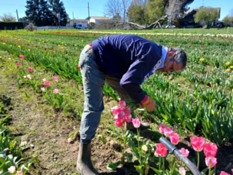 Bergerac : 100 000 tulipes cultivées par le Lions club pour financer la lutte contre le cancer