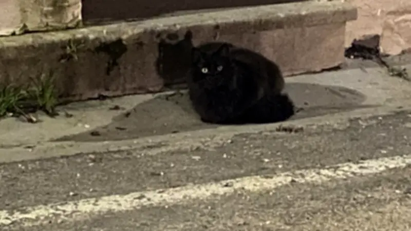 Blauzac lance une campagne de stérilisation pour réguler les chats errants
