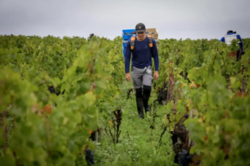 Bordeaux 2025 : une récolte historique parmi les plus faibles jamais enregistrées
