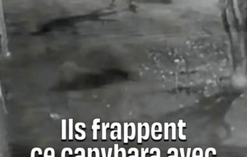 Brésil : Huit personnes arrêtées pour avoir battu à mort un capybara à Rio