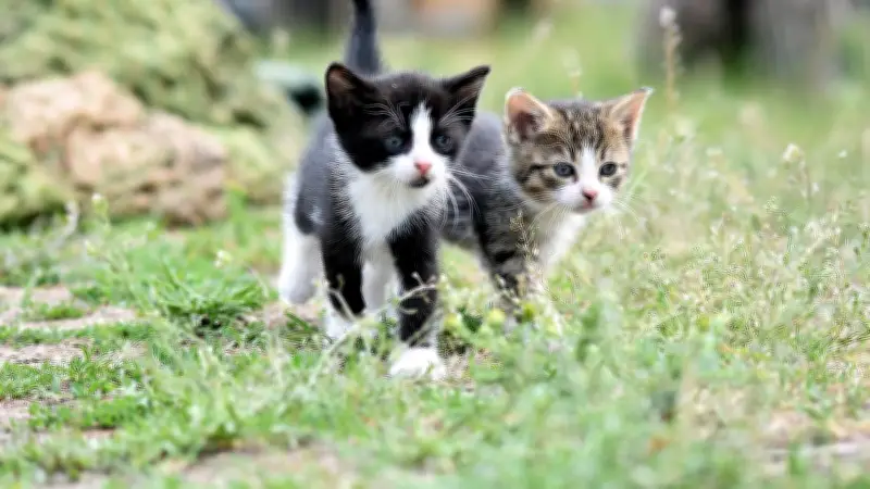 Budget participatif 2026 à Marseillan : le refuge pour chats errants triomphe