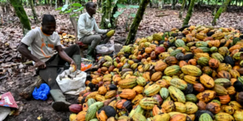 Cacao en Côte d'Ivoire : le prix aux planteurs chute de plus de moitié