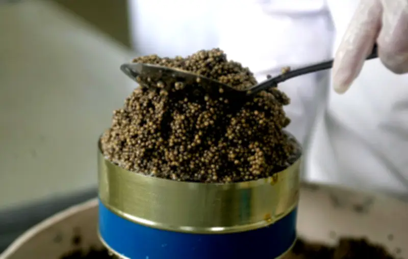 Cambriolage gastronomique à Pouligny-St-Pierre : des voleurs raflent caviar et fruits de mer