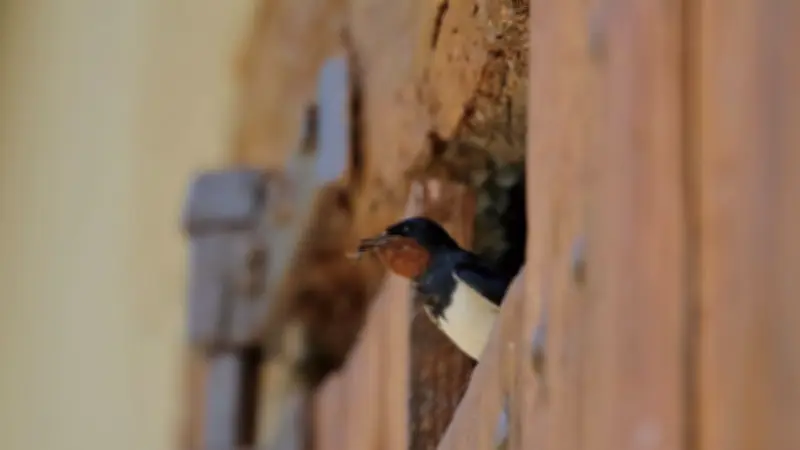 Carnon célèbre la nature : exposition d'oiseaux et grainothèque pour semer l'été