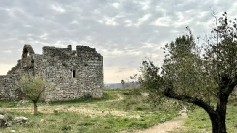 Castelnau-de-Guers : Deux oliviers historiques sauvés et replantés à l'ermitage Saint-Antoine