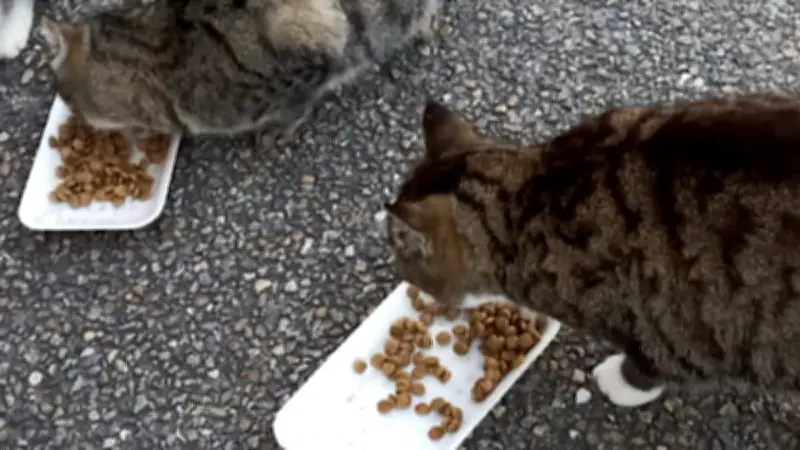 Caveirac : le patient combat des bénévoles contre la prolifération des chats errants