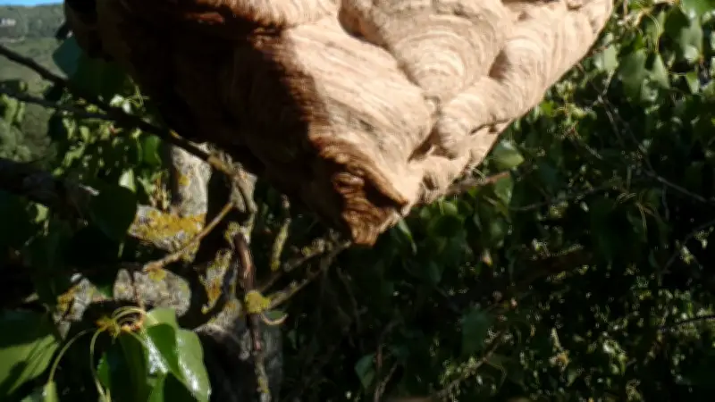 Cessenon-sur-Orb mobilisé contre le frelon asiatique pour sauver les abeilles