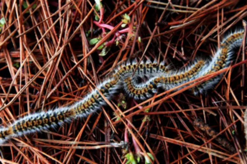 Chenilles processionnaires : un danger urticant pour humains et animaux de retour en force
