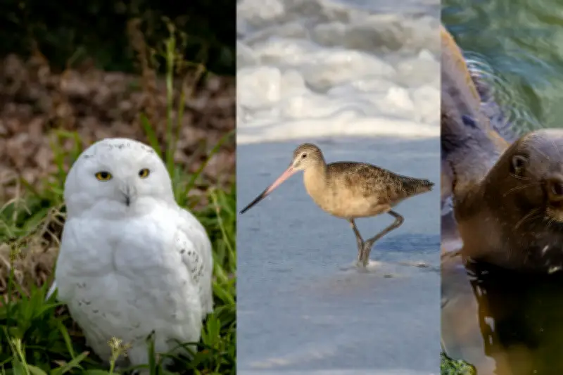 Chouette d'Harry Potter et loutre géante : 40 espèces migratrices protégées par 130 pays