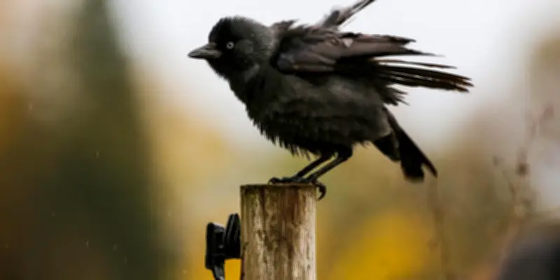 Comment les choucas des tours apprennent à distinguer les vraies menaces du ciel