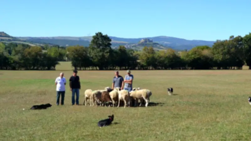 Concours de chiens de troupeau en Aveyron : compétition et convivialité au rendez-vous