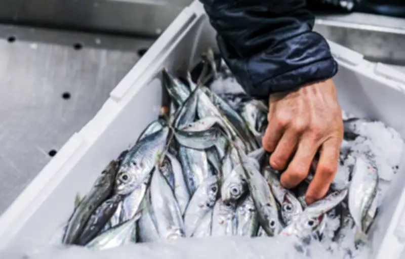 Conflit au Moyen-Orient : la flambée des prix du carburant menace la pêche française
