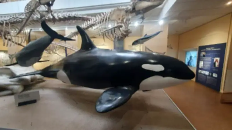 Conférence à Palavas-les-Flots : plongée dans l'univers des cétacés méditerranéens