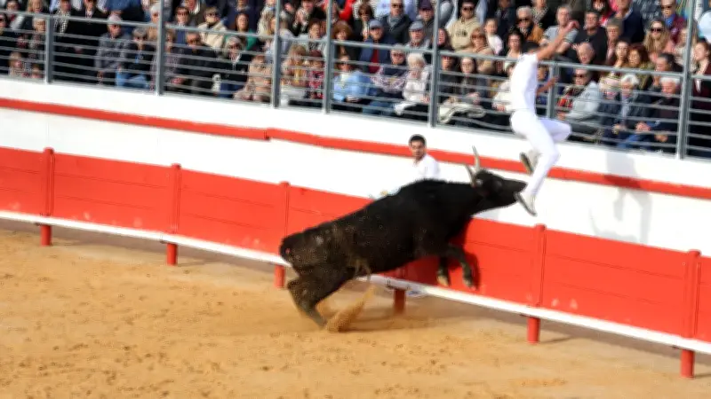 Course Camarguaise à Aimargues : Les Biou de Guillierme brillent pour l'ouverture de la saison