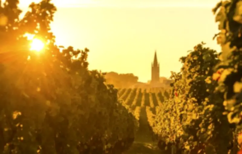 Crise du vin rouge : Bordeaux se tourne vers le surgreffage pour s'adapter