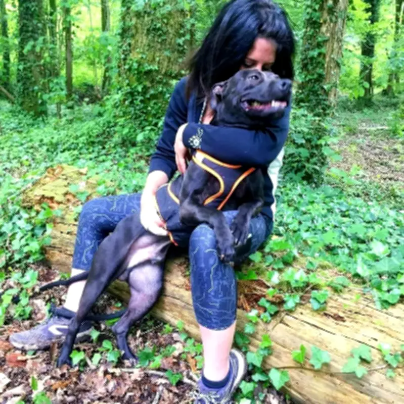 Curtis, le pitbull menacé d'euthanasie : plus de 30 000 signatures pour sa grâce