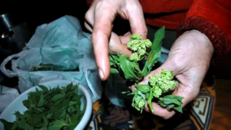 Découverte des plantes sauvages comestibles au domaine Lupia en Hérault