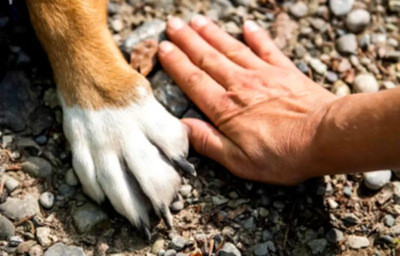 Découverte du plus ancien chien domestique : une domestication remontant à 16 000 ans