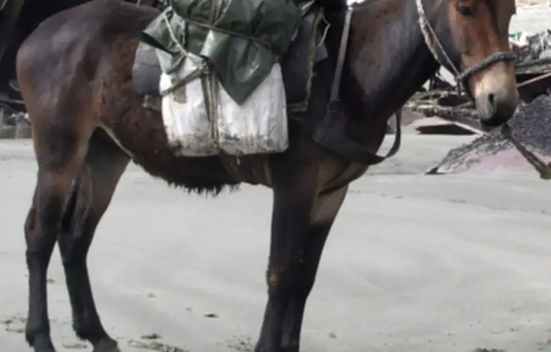 Décryptage de l'expression « C'est là que le bât blesse » : origine et signification