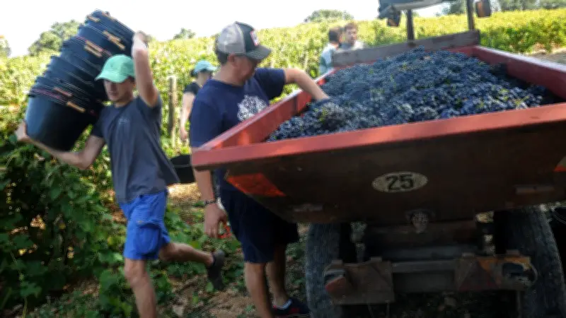 Des apprentis cuisiniers découvrent la vigne : une immersion pédagogique à Aumelas