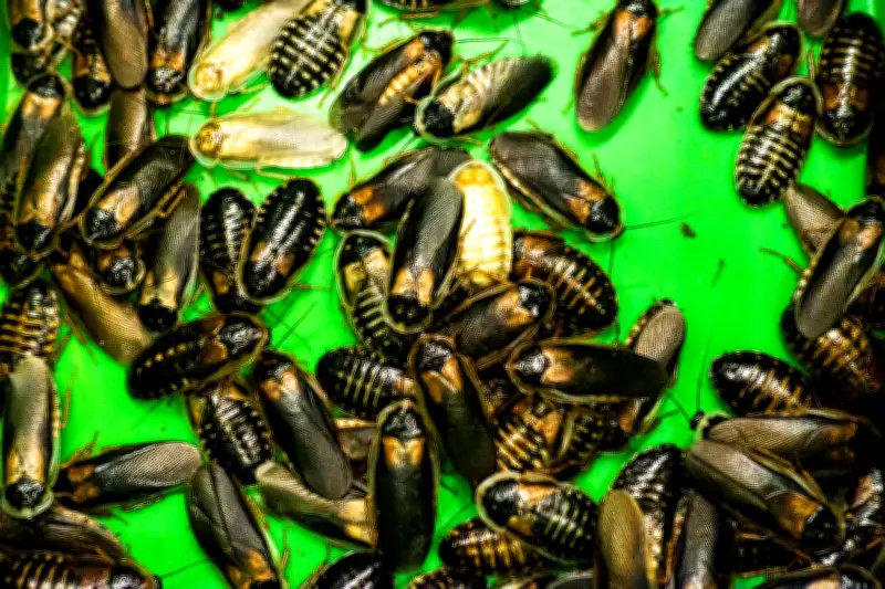 Des cafards pour digérer le plastique : une découverte scientifique majeure