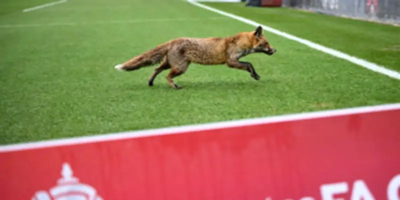 Des castors réintroduits à Londres après 400 ans d'absence, une expérience unique