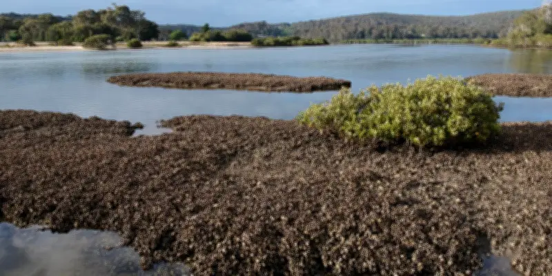 Des chercheurs sauvent les récifs d'huîtres australiennes grâce à une découverte majeure