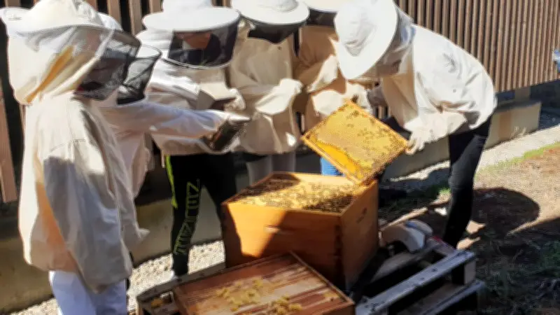 Des collégiens de Roujan récoltent 15 kg de miel grâce à leurs ruches pédagogiques