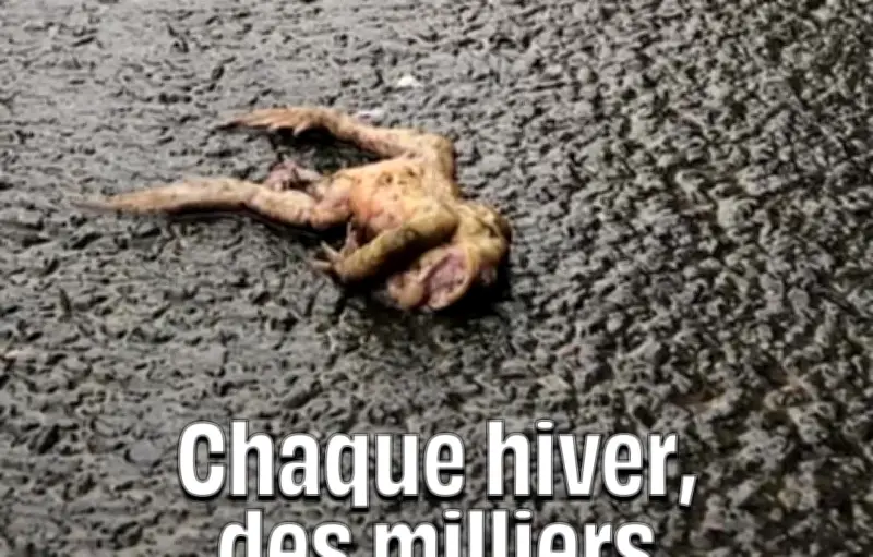 Des milliers de crapauds sauvés par des bénévoles lors de fermetures routières temporaires