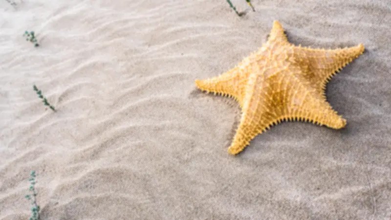Des milliers d'étoiles de mer échouées sur les plages de Loire-Atlantique : les crues en cause